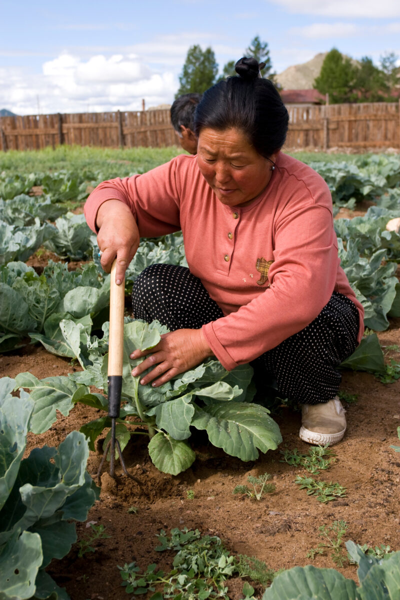Market Gardening in Mongolia — Stock image of people working in a market garden in a community in Mongolia. — Mongolia, agricultural instruction, agriculture...