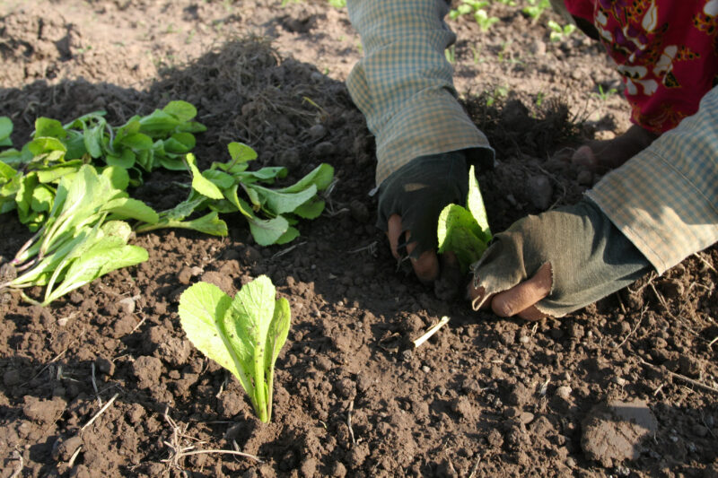Transplanting Greens in Cambodia — Stock image of transplanting vegetables into a community market garden for income generation, in a village in Cambodia — C...