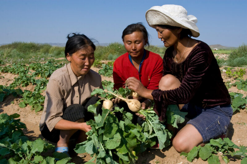 Agricultural Instruction in Mongolia — Stock image of people in Mongolia learning new methods of agriculture for better nutrition and Income. — Mongolia, agr...