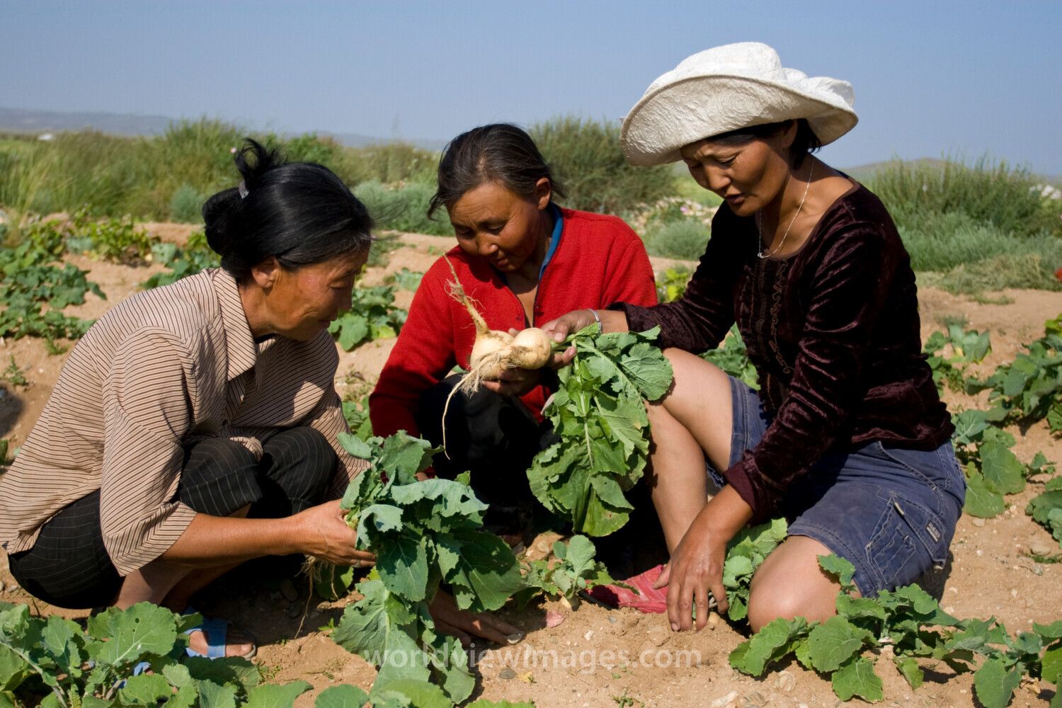 Agricultural Instruction in Mongolia