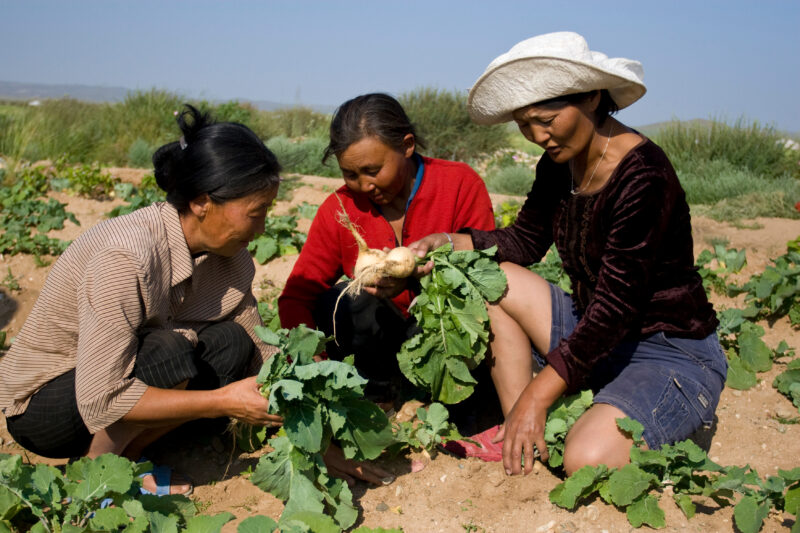 Agricultural Instruction in Mongolia — Stock image of people in Mongolia learning new methods of agriculture for better nutrition and Income. — Mongolia, agr...