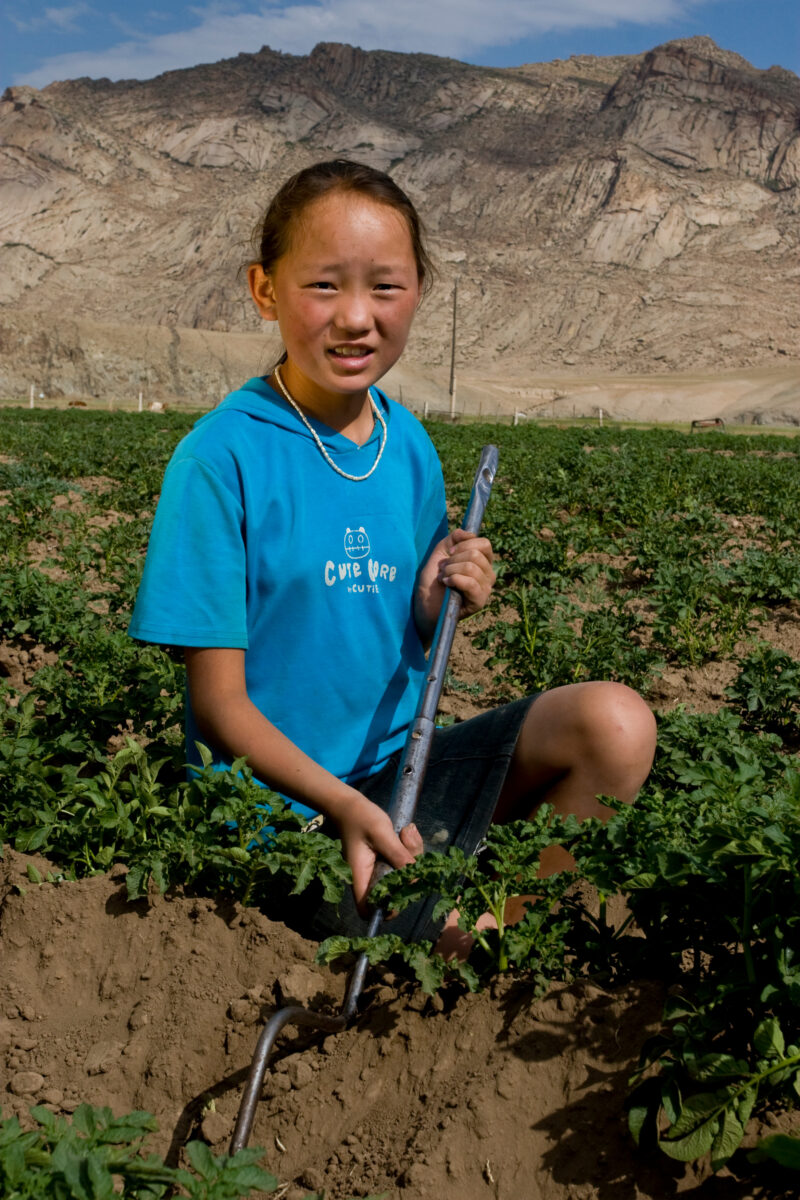 Market gardening in Mongolia — Stock Image of people working in a market garden in Mongolia — Mongolia, agricultural instruction, agriculture, food security