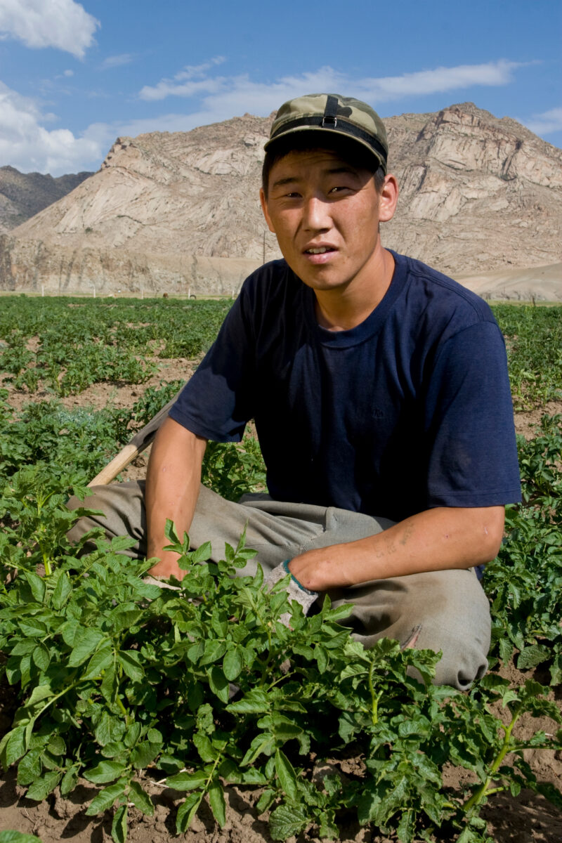 Market gardening in Mongolia — Stock Image of people working in a market garden in Mongolia — Mongolia, agricultural instruction, agriculture, food security