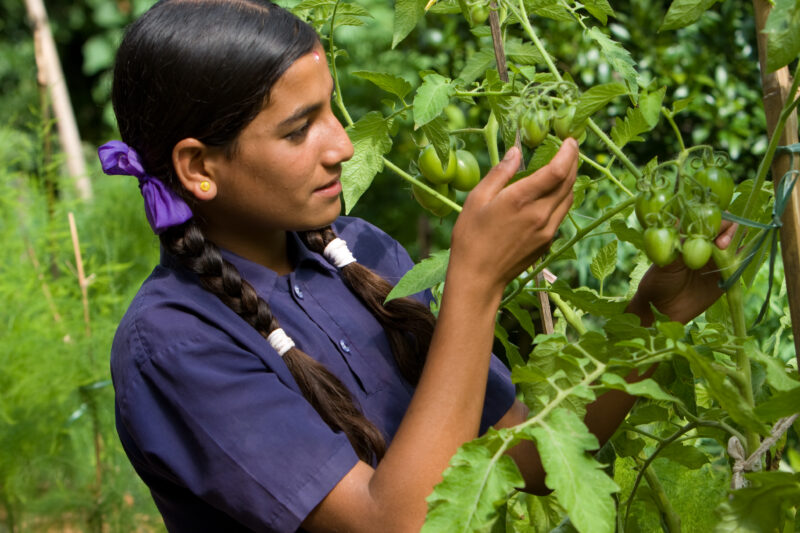 Growing Vegetables in Pots — Villagers in Nepal learn how to grow vegetables in pots. — Nepal, food, food security, pot gardening
