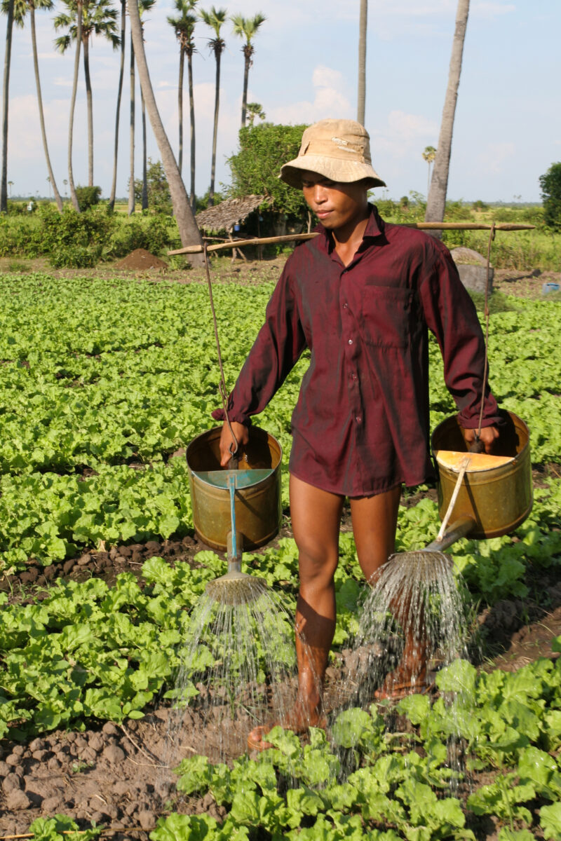 Watering Garden by Hand — Stock image of irrigating fields by hand with watering cans, during the dry season in Cambodia. — Cambodia, agriculture, market gar...