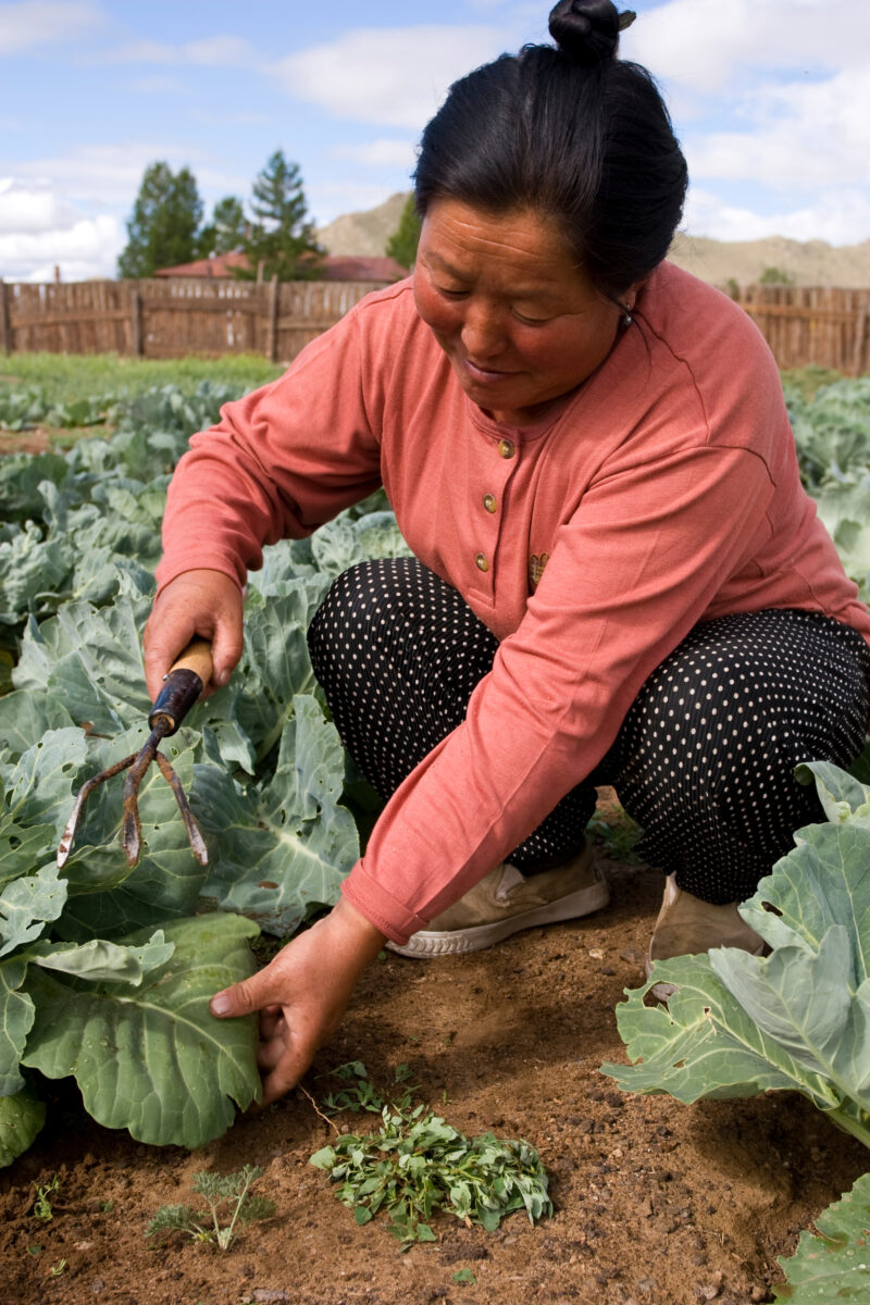 Market Gardening in Mongolia — Stock image of people working in a market garden in a community in Mongolia. — Mongolia, agricultural instruction, agriculture...
