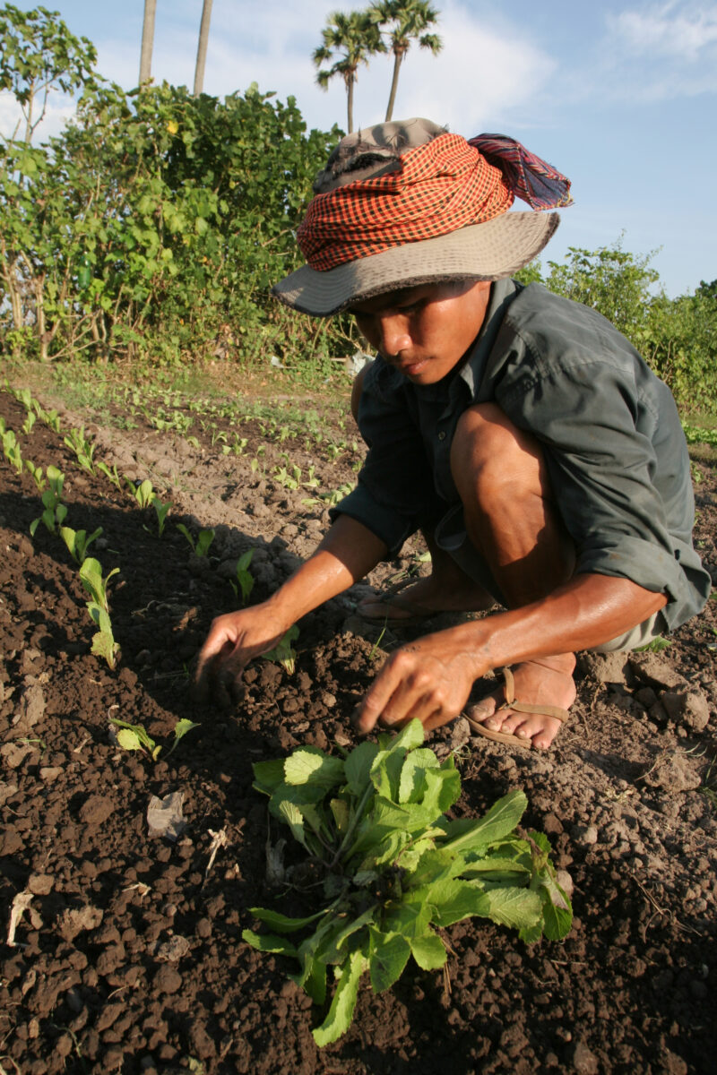 Market Gardening — Stock image of transplanting vegetables into a community market garden for income generation, in a village in Cambodia — Cambodia, plantin...