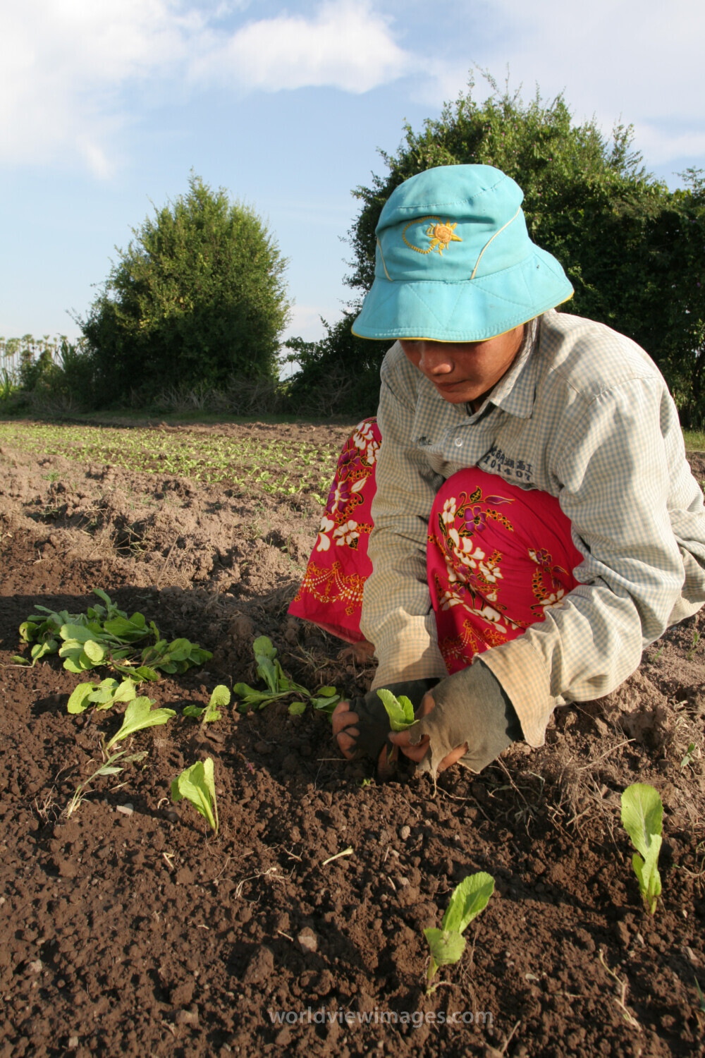 Transplanting Greens in Cambodia