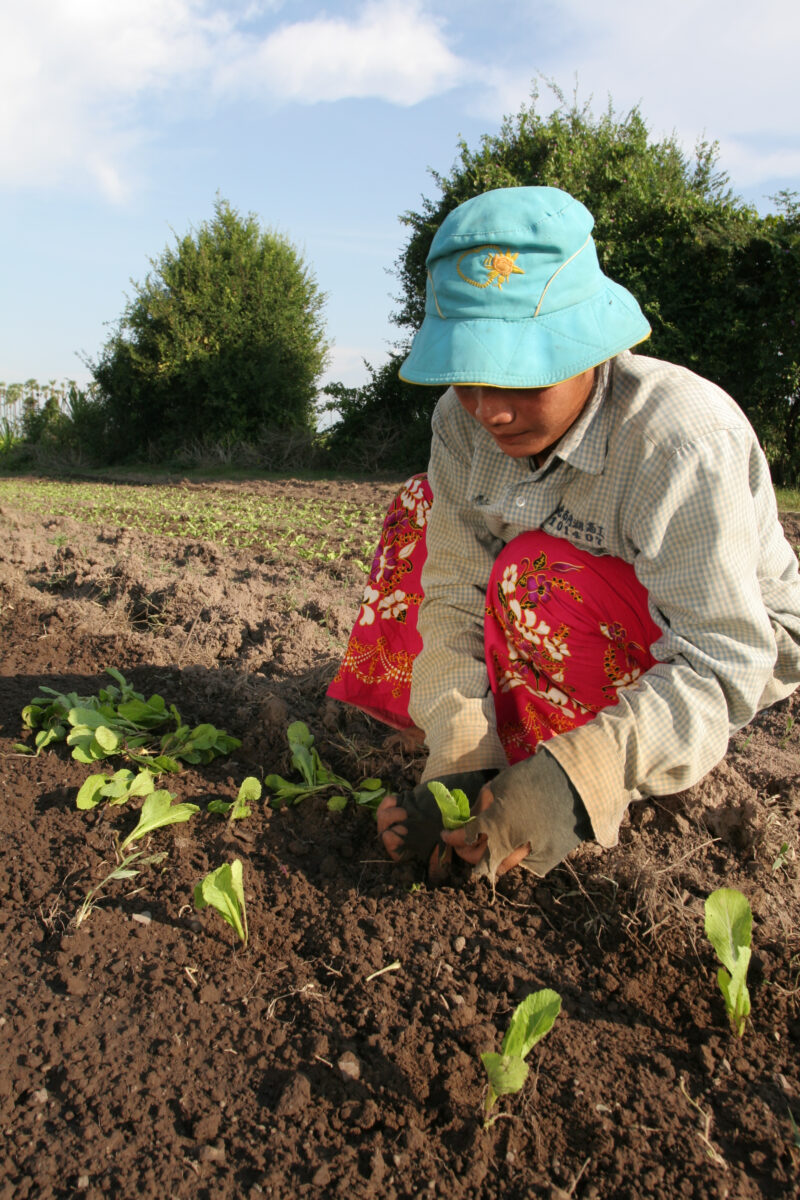 Transplanting Greens in Cambodia — Stock image of transplanting vegetables into a community market garden for income generation, in a village in Cambodia — C...