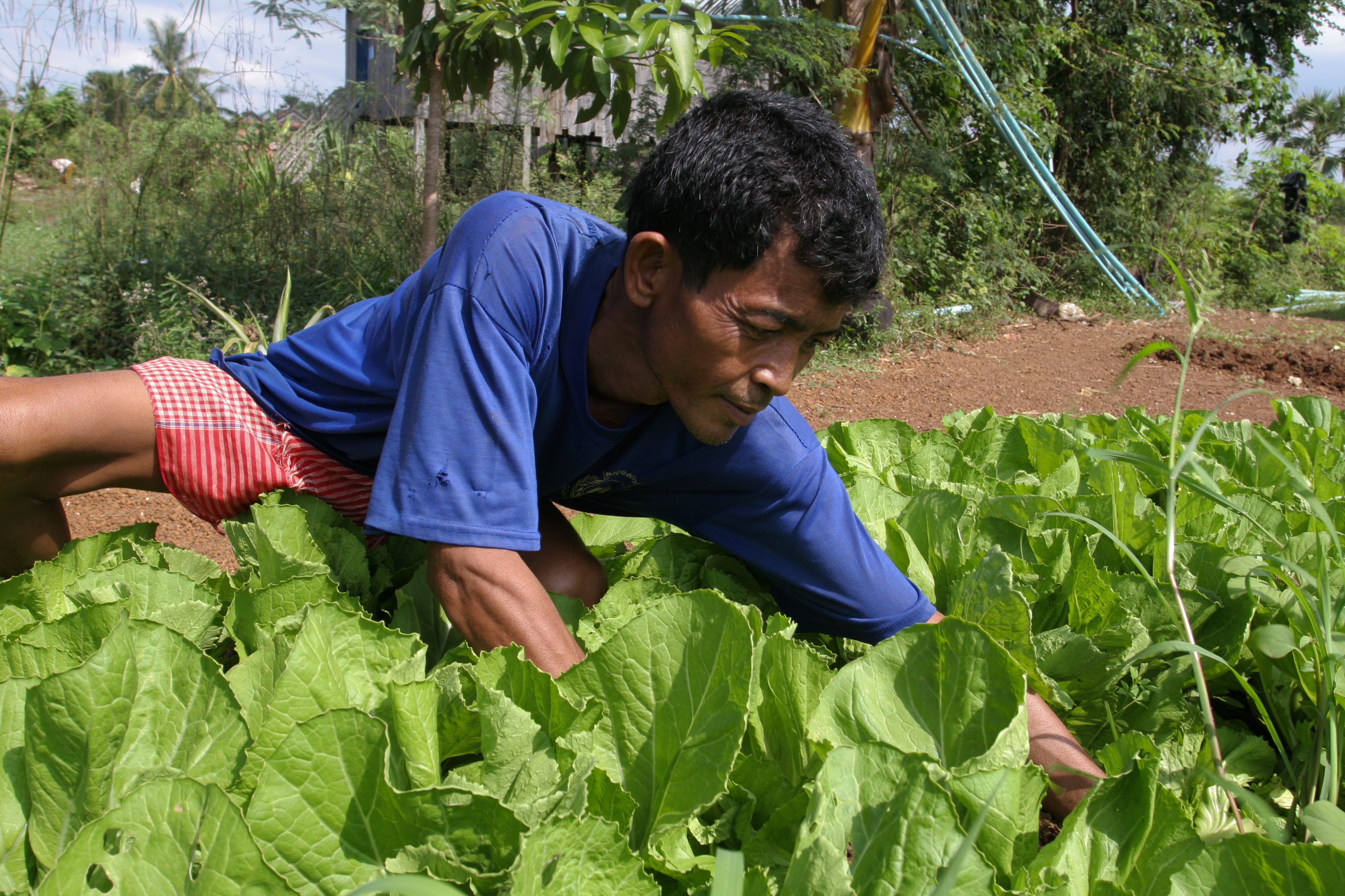Man in Garden in Cambodia