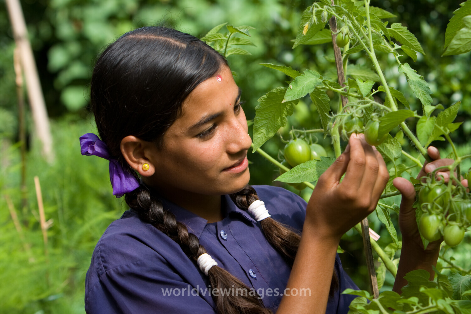 Growing Vegetables in Pots