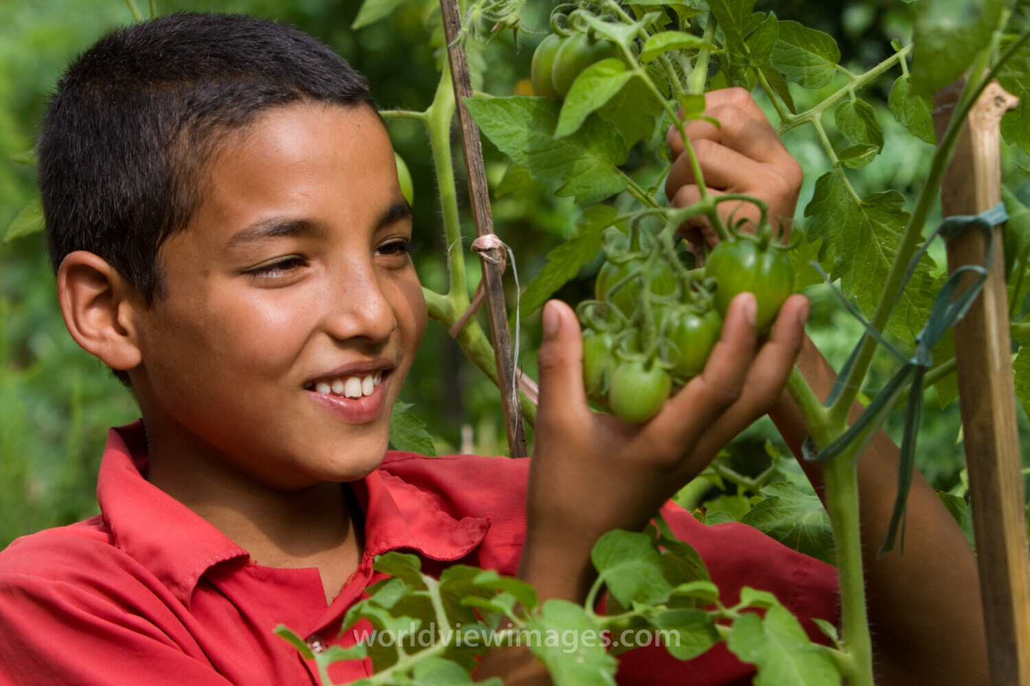 Growing Vegetables in Pots