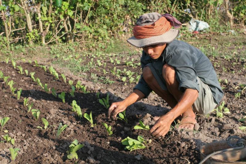 Market Gardening — Stock image of transplanting vegetables into a community market garden for income generation, in a village in Cambodia — Cambodia, plantin...