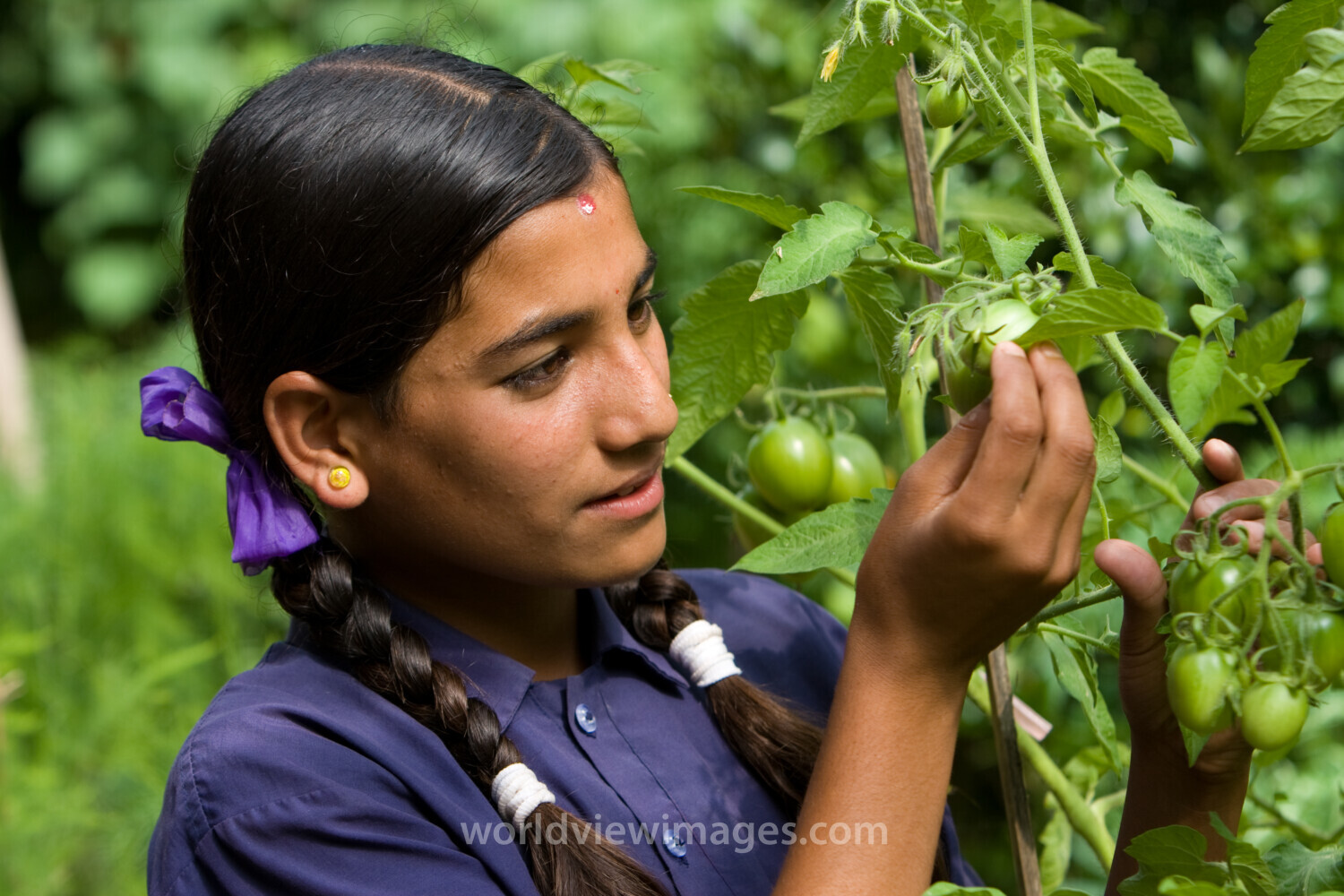 Growing Vegetables in Pots