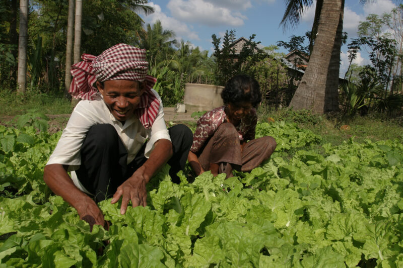 Gardening in Cambodia — Stock Image of couple working in their market garden in cambodia — Cambodia, market garden, garden, vegetables, greens