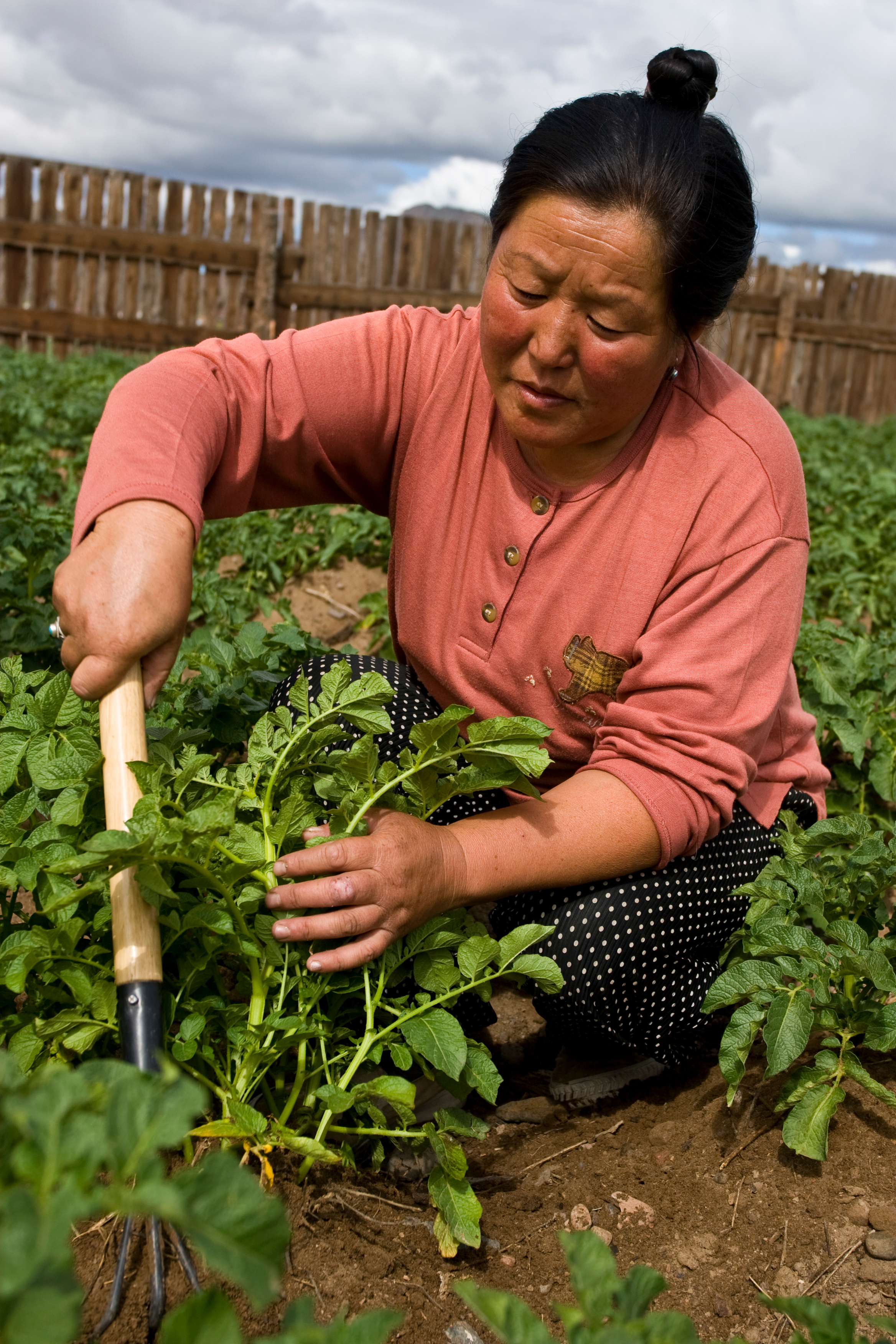 Market Gardening in Mongolia
