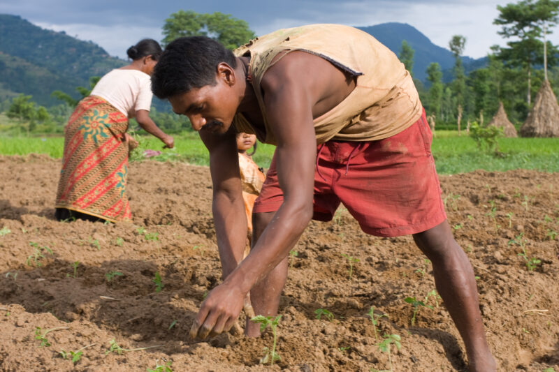 Planting Time in Nepal — Farmer in Nepal plants his field — Nepal, farming, gardening, planting, food