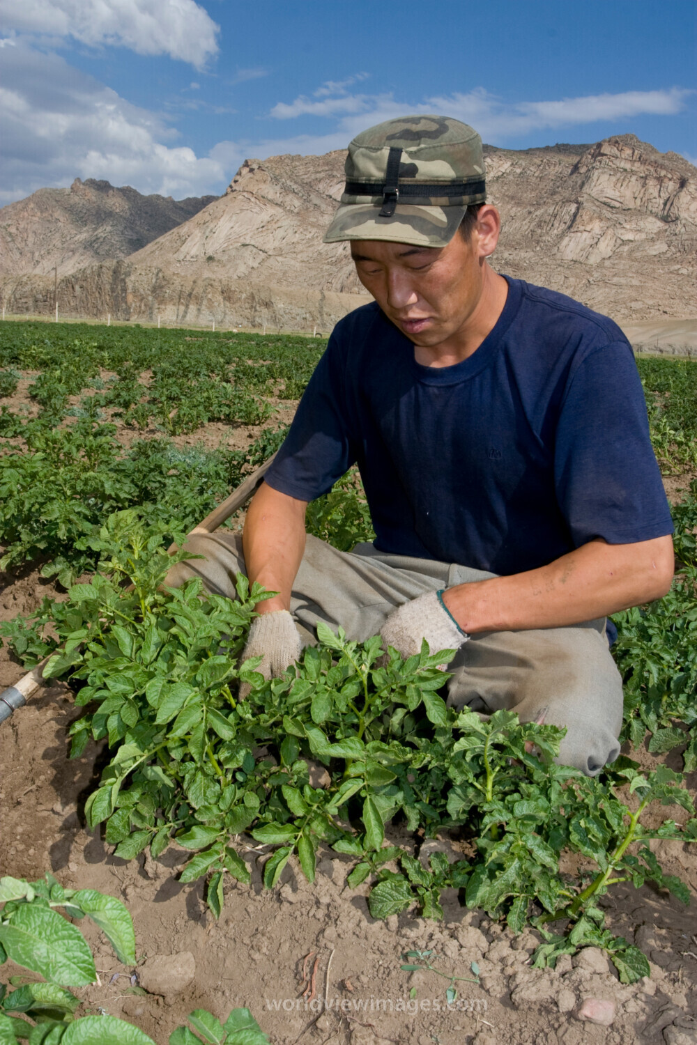 Market gardening in Mongolia