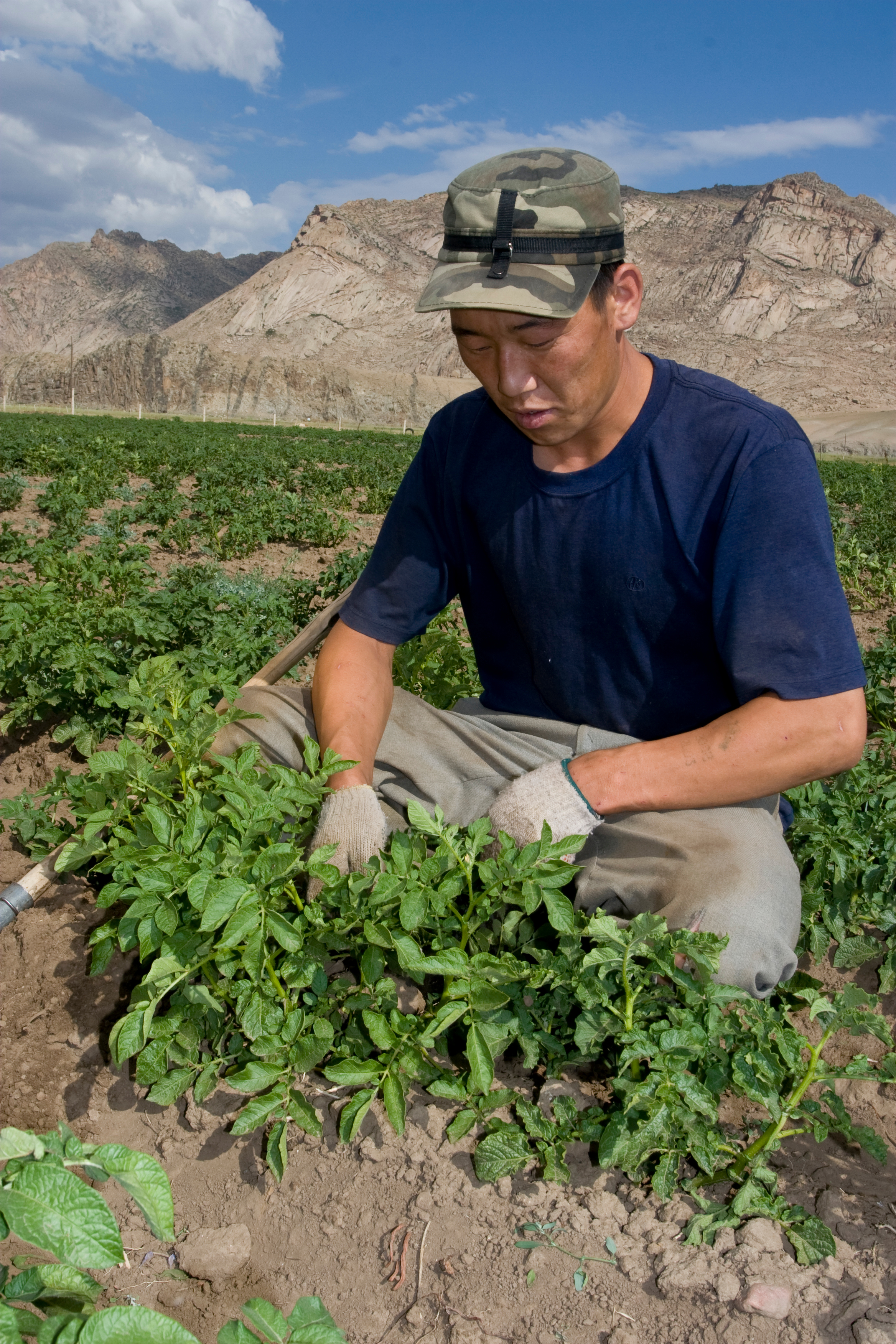 Market gardening in Mongolia