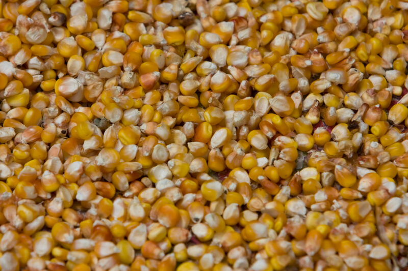 Maize Seed — Nepal, corn maize, seeds