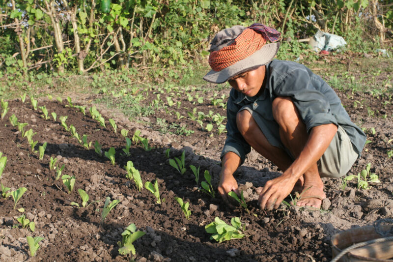 Market Gardening — Stock image of transplanting vegetables into a community market garden for income generation, in a village in Cambodia — Cambodia, plantin...