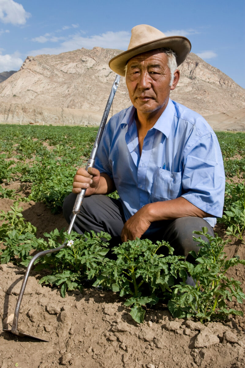 Market gardening in Mongolia — Stock Image of people working in a market garden in Mongolia — Mongolia, agricultural instruction, agriculture, food security