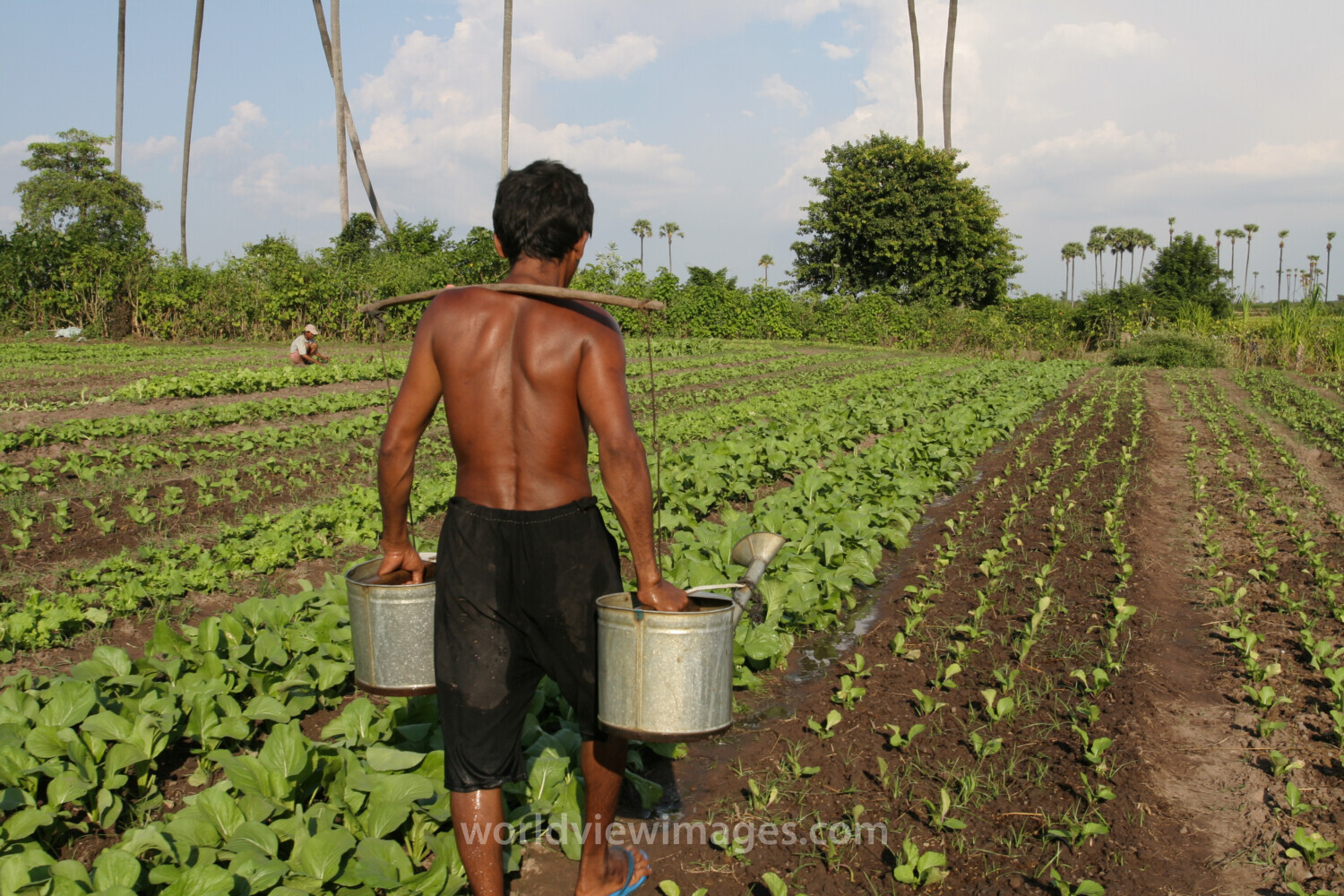Watering Garden by Hand