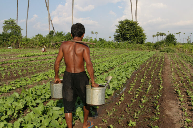 Watering Garden by Hand — Stock image of irrigating fields by hand with watering cans, during the dry season in Cambodia. — Cambodia, agriculture, market gar...