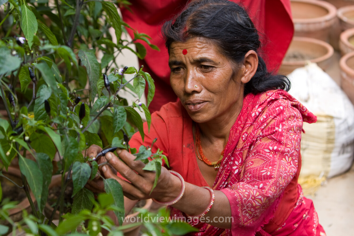 Growing Vegetables in Pots