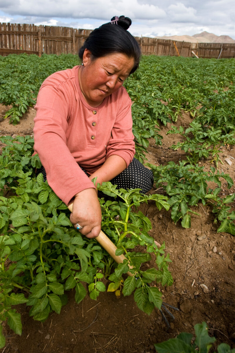 Market Gardening in Mongolia — Stock image of people working in a market garden in a community in Mongolia. — Mongolia, agricultural instruction, agriculture...