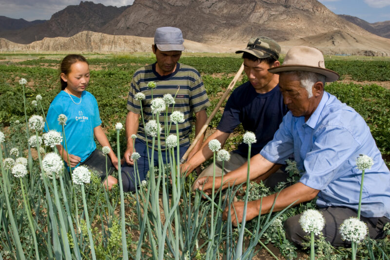 Agricultural Instruction in Mongolia — Stock image of people learning new agricultural skills in Mongolia — Mongolia, agricultural instruction, agriculture, ...