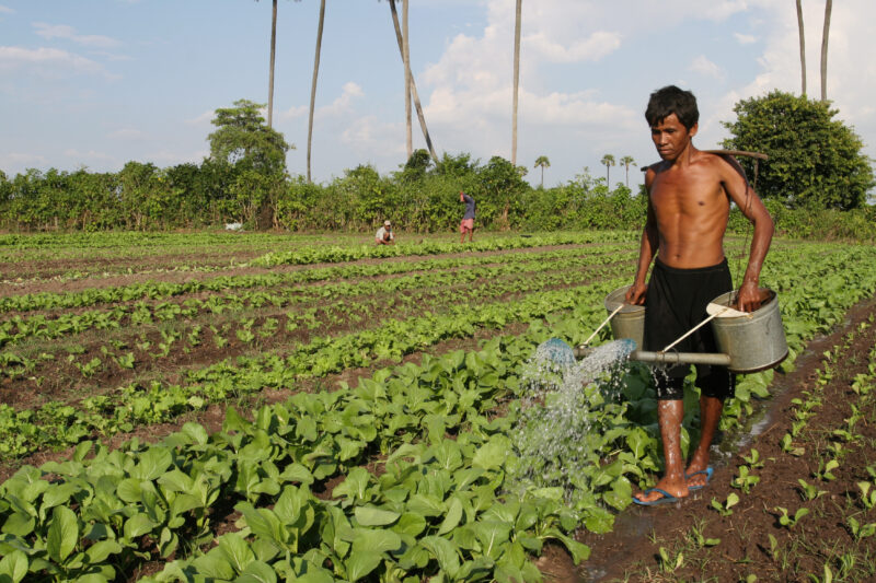 Watering Garden by Hand — Stock image of irrigating fields by hand with watering cans, during the dry season in Cambodia. — Cambodia, agriculture, market gar...