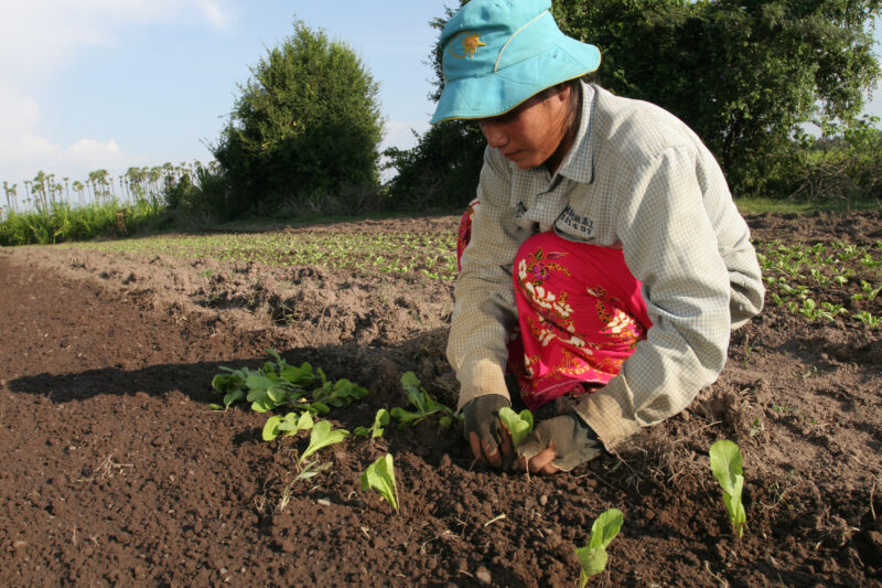 Transplanting Greens in Cambodia — Stock image of transplanting vegetables into a community market garden for income generation, in a village in Cambodia — C...