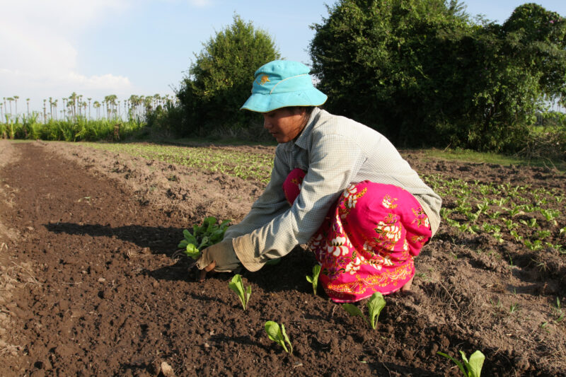 Transplanting Greens in Cambodia — Stock image of transplanting vegetables into a community market garden for income generation, in a village in Cambodia — C...