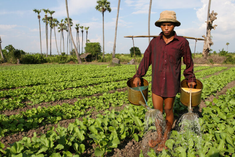 Watering Garden by Hand — Stock image of irrigating fields by hand with watering cans, during the dry season in Cambodia. — Cambodia, agriculture, market gar...
