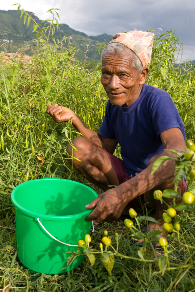 Picking Peppers in Nepal — Man picks peppers in the evening light in Nepal — Nepal, man, men, farmer, garden