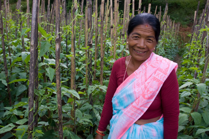 Women in Market Garden in Nepal — Woman stands in her market garden of beans in Nepal — Nepal, woman, women, market garden, beans