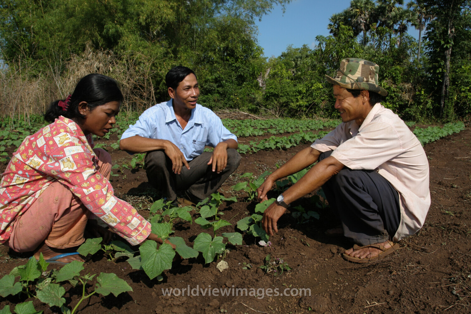 Agricultural Instruction in Cambodia