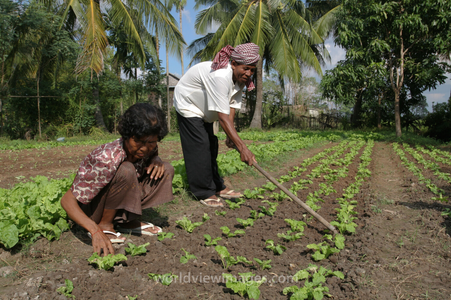 Gardening in Cambodia