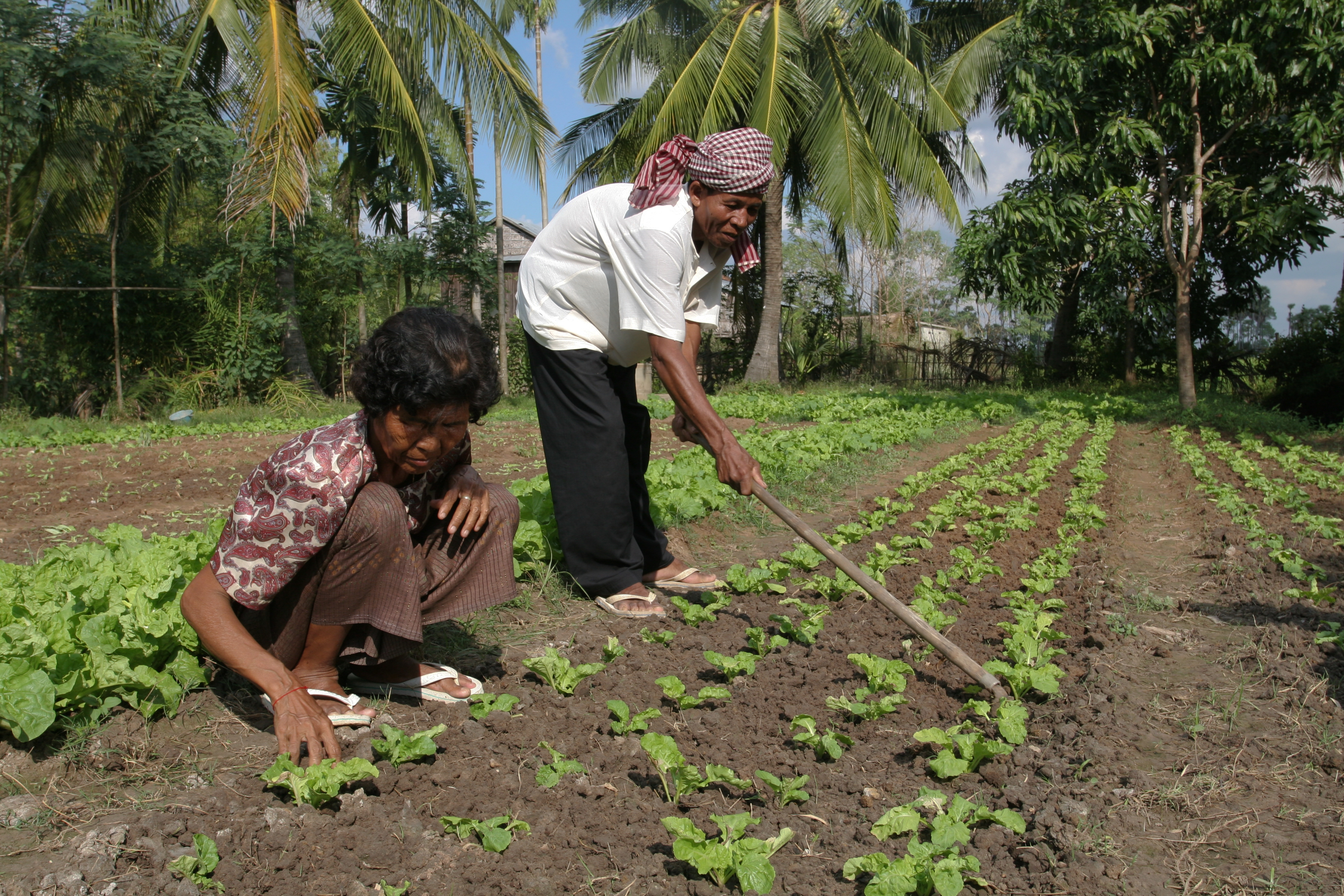 Gardening in Cambodia