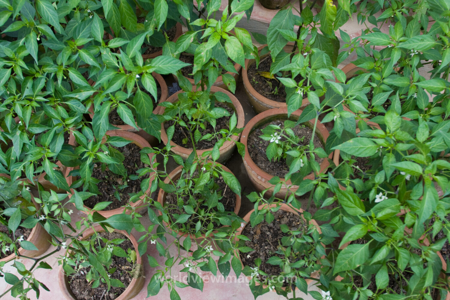 Pot Gardening in Nepal