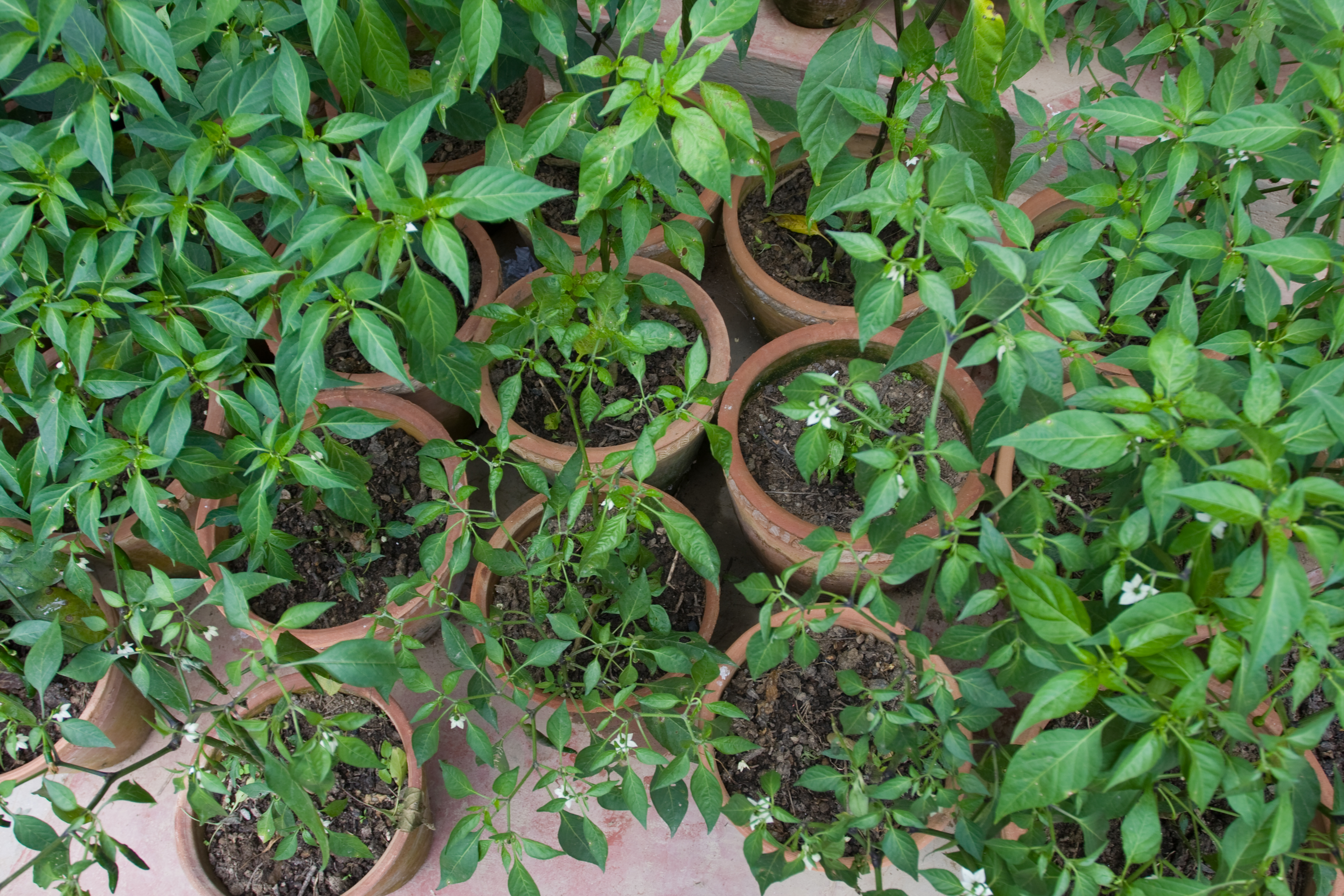 Pot Gardening in Nepal