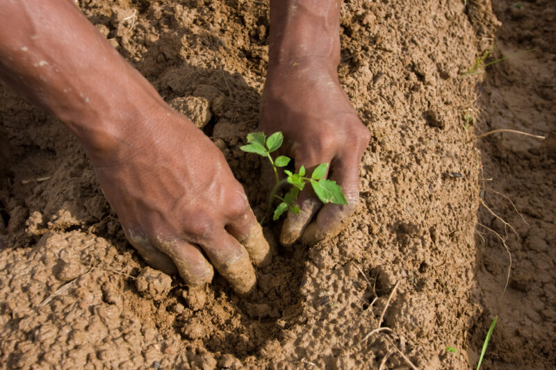 Planting Time in Nepal — Farmer in Nepal plants his field — Nepal, farming, gardening, planting, food
