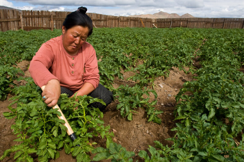 Market Gardening in Mongolia — Stock image of people working in a market garden in a community in Mongolia. — Mongolia, agricultural instruction, agriculture...