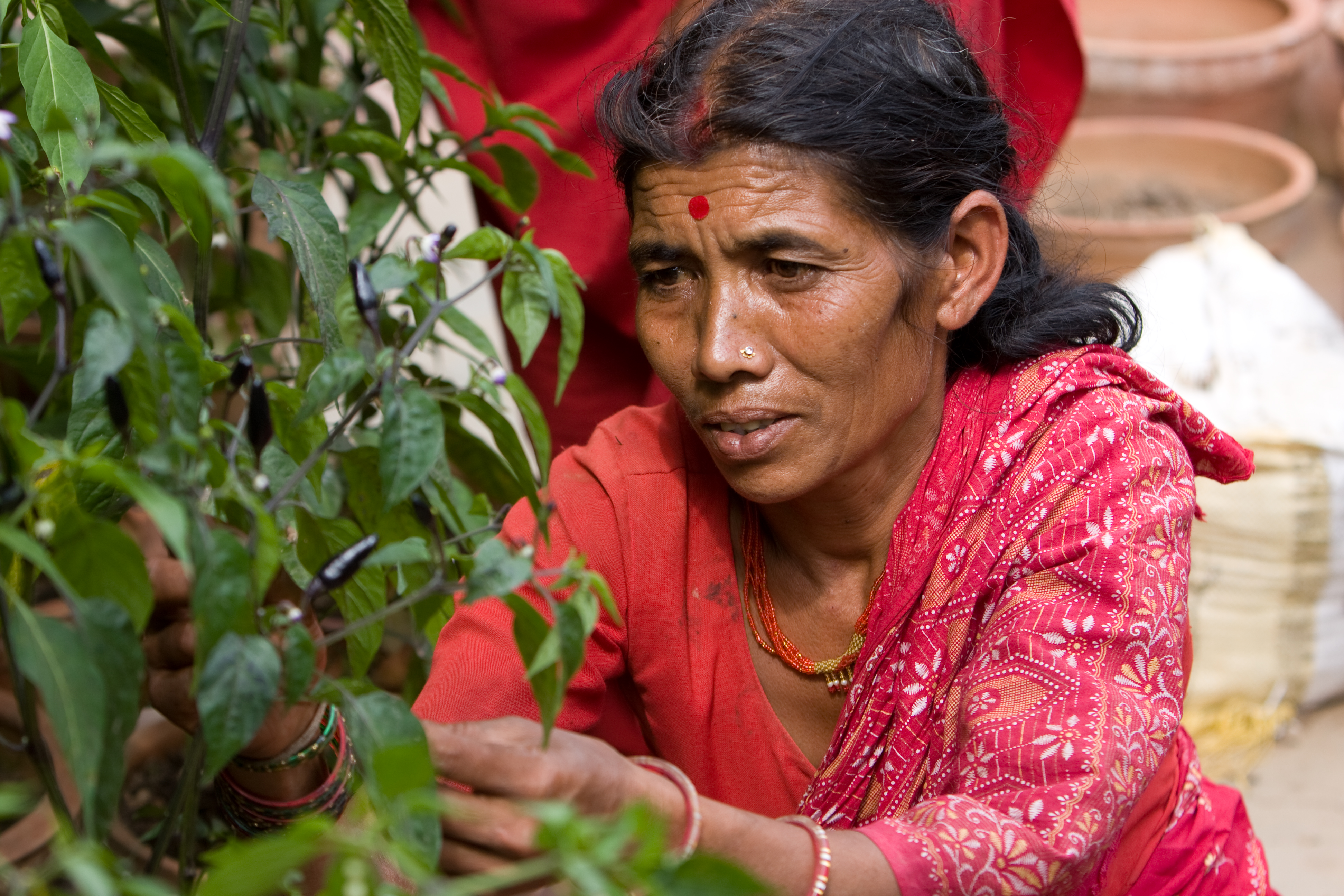 Growing Vegetables in Pots