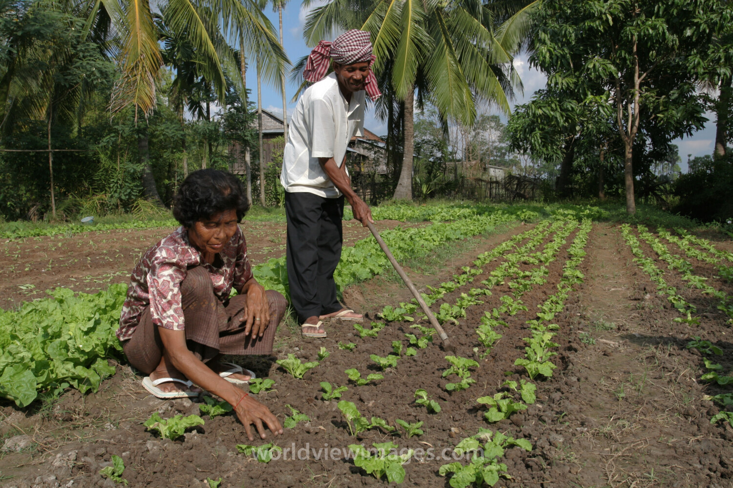 Gardening in Cambodia