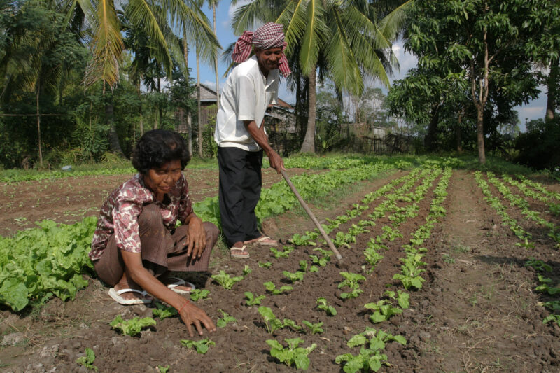 Gardening in Cambodia — Stock Image of couple working in their market garden in cambodia — Cambodia, market garden, garden, vegetables, greens