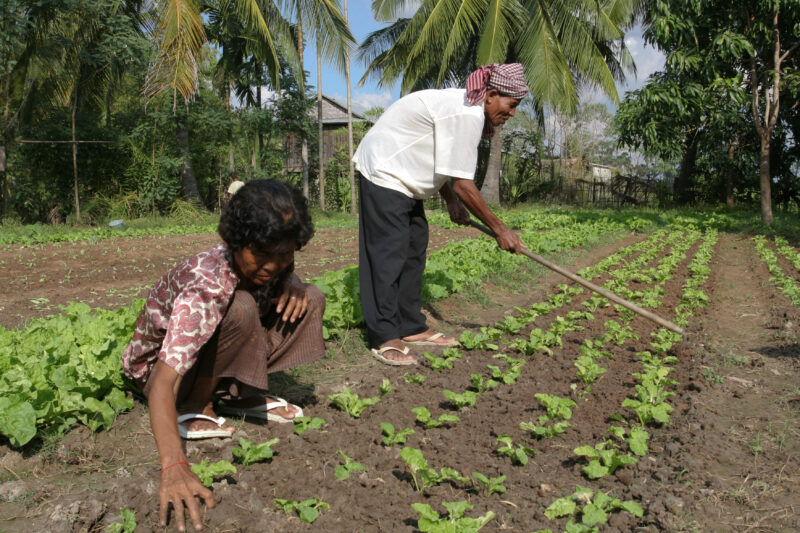 Gardening in Cambodia — Stock Image of couple working in their market garden in cambodia — Cambodia, market garden, garden, vegetables, greens
