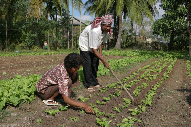 Gardening in Cambodia — Stock Image of couple working in their market garden in cambodia — Cambodia, market garden, garden, vegetables, greens