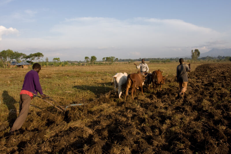 Planting time in Kenya — Farmers in Rural Kenya work in their fields, planting corn. — Africa, Kenya, food, food security, fields